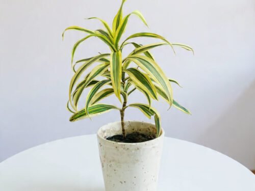 Song of India (Dracaena reflexa in Variegated) 10 x  in 4" Ceramic  Pot