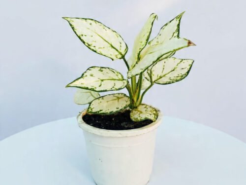 Aglaonema (Snow White) 10x in 4" Ceramic  Pot