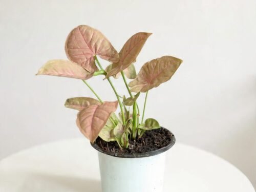 Pink Syngonium in 4" Pot