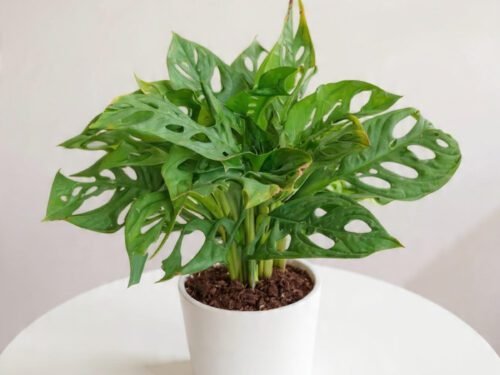 Monstera adansonii in 6" Pot