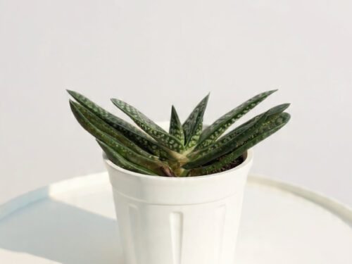 Gasteria in 4" Pot