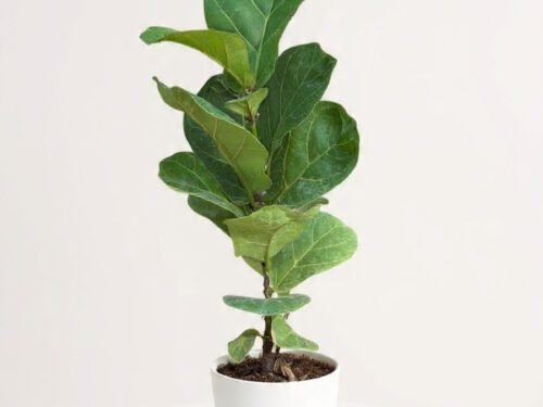 Fiddle Leaf Fig 10x  in 4" Ceramic Pot