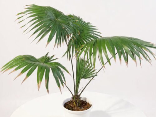 Chinese Fan Palm in 10" Pot