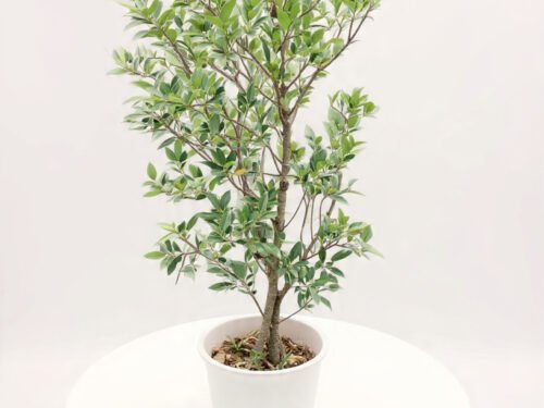 Weeping Fig (Ficus Benjamina) in 8" Pot