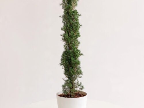 Spiral Topiary Cypress in 8" Pot