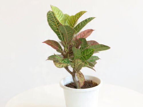 Croton Petra in 8" Pot