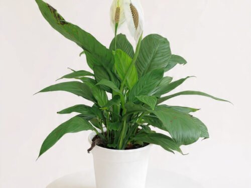 Peace Lily 10x  in 4" Ceramic Pot
