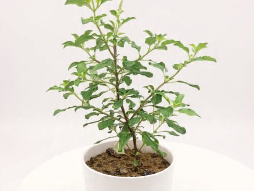 Tulsi in 8"Pot