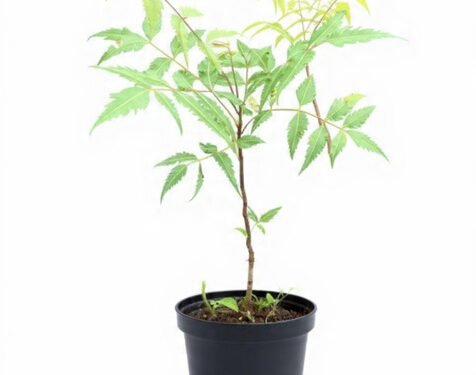 Neem in 6" Pot