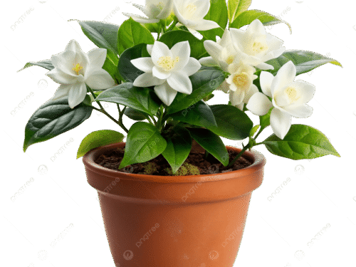 Kagda Jasmine in 6"Pot