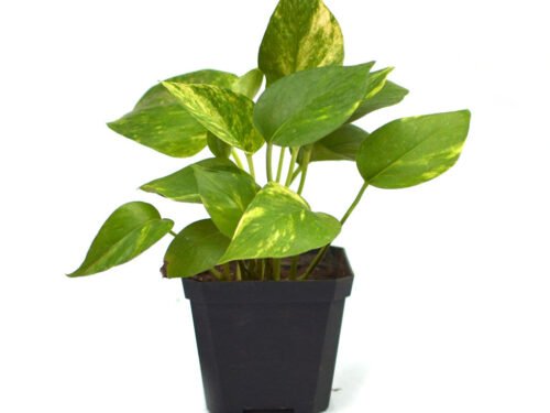 Golden Money Plant  in 10x  4" Ceramic  Pot