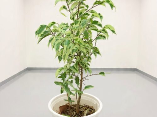 Ficus Benjamina ‘Variegated’ in 8" Pot