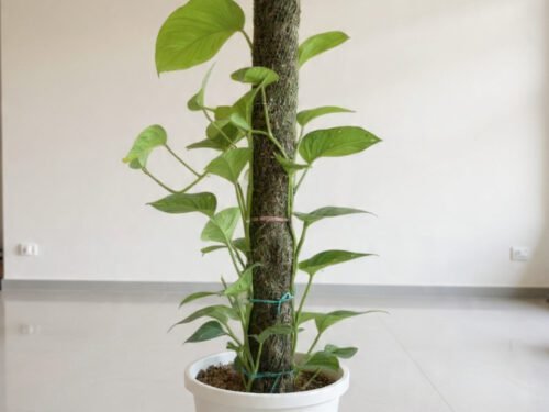 Philodendron Oxycardium Green in 8" Pot