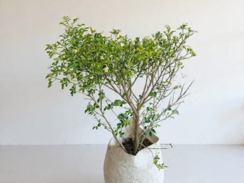 Orange Jasmine (Murraya paniculata) in 8"Pot