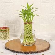 Lucky Bamboo Tornado  in Glass Pot