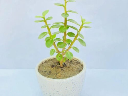 Jade Plant (Rotla)  in 6" pot