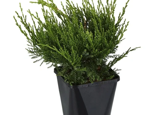 Juniperus Chinensis (Mint Julep) in 8" Pot