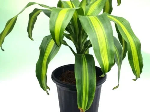 Dracaena Fragrans Victoriae in 6"Pot