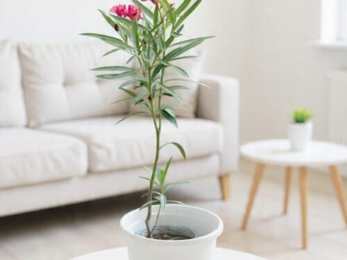 Kaner (Oleander) in 8"Pot (Pink/White)