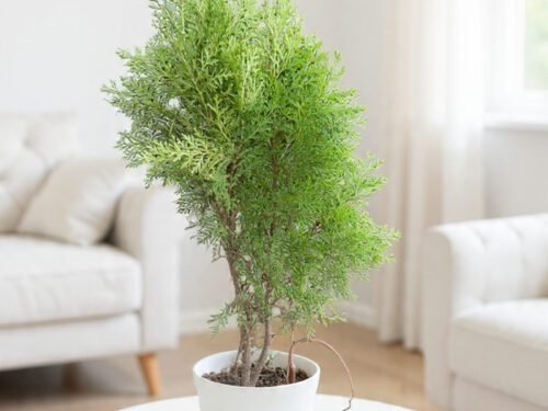 Morpankhi (Oriental Arborvitae) in 8"Pot