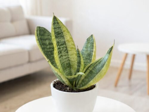 Variegated  Snake Plant in 6" Pot