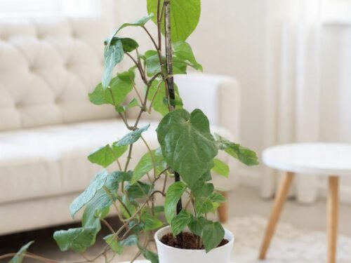 Betel Leaf Vine (Paan Plant) in 8" Pot