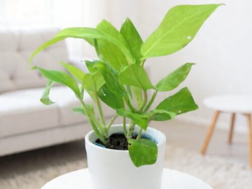 Philodendron (Neon Pothos) in 6" Pot