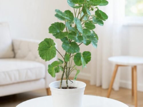 Dinner Plate Aralia  in 6" Pot