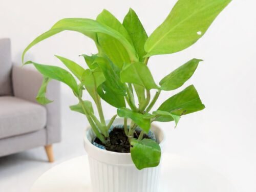 Neon Pothos in 5" Pot