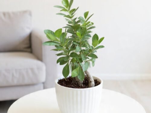 Ficus Microcarpa (Ginseng) in 4" Pot