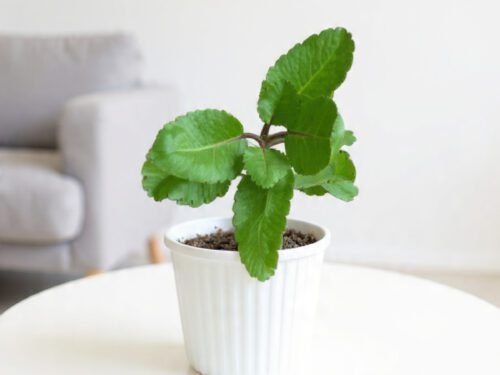 Patharchatta in 4" Pot