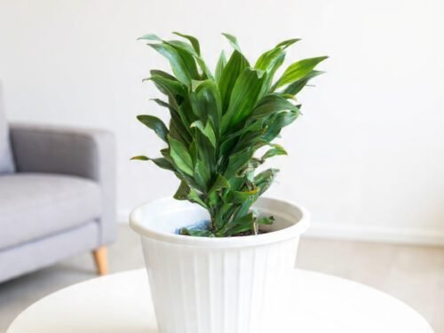 Dracaena ‘Compacta’ in 5"Pot