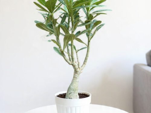 Adenium Bonsai (Desert Rose) in 5" Pot