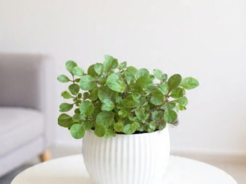 Alternanthera ficoidea in 4" Pot