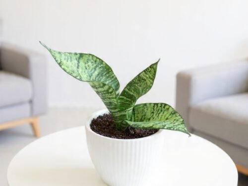 Dracaena Trifasciata (Star Sansevieria ‘Coppertone’) in 5"Pot