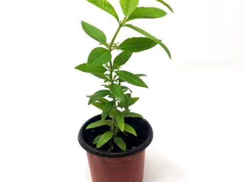 Lemon Verbena