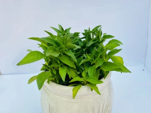 Lemon Verbena Plant