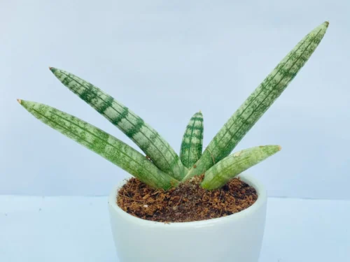 Cylindrical Snake Plant