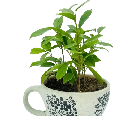 Coffee Plant (Arabica) indoor plant for home decor